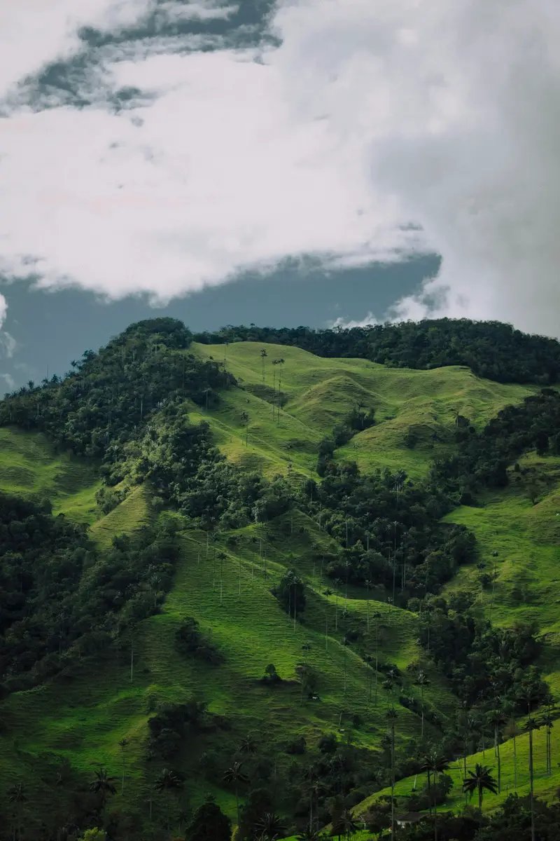 Colombia coffee plantation mountain harvest green hills